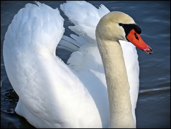 Beautiful Swan Port Colborne, Ontario Canada