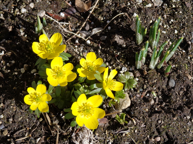 A smidgen of Spring Kelowna, British Columbia Canada