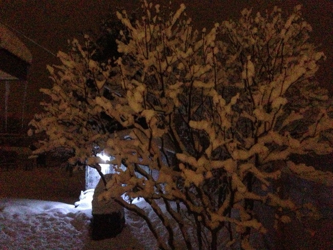 Snow Covered Tree Val Caron, Ontario Canada