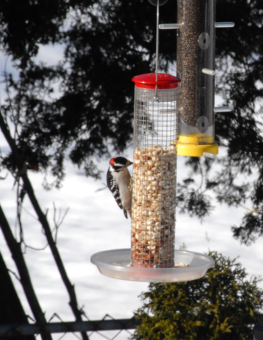 Peanuts For Woodpeckers Burlington, Ontario Canada