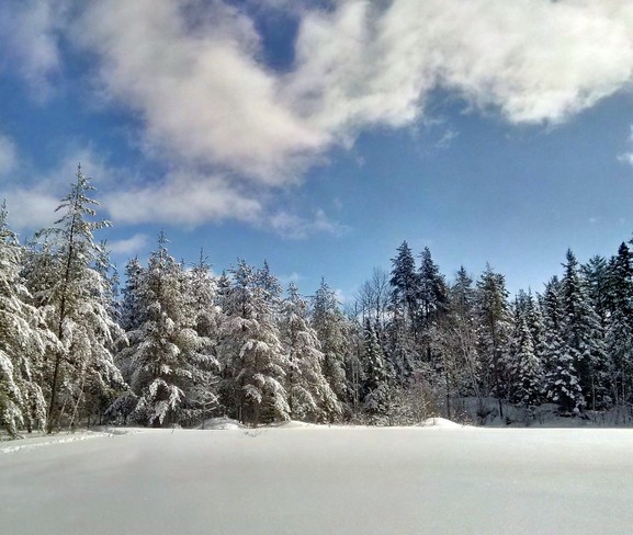 Trees in Winter Elliot Lake, Ontario Canada