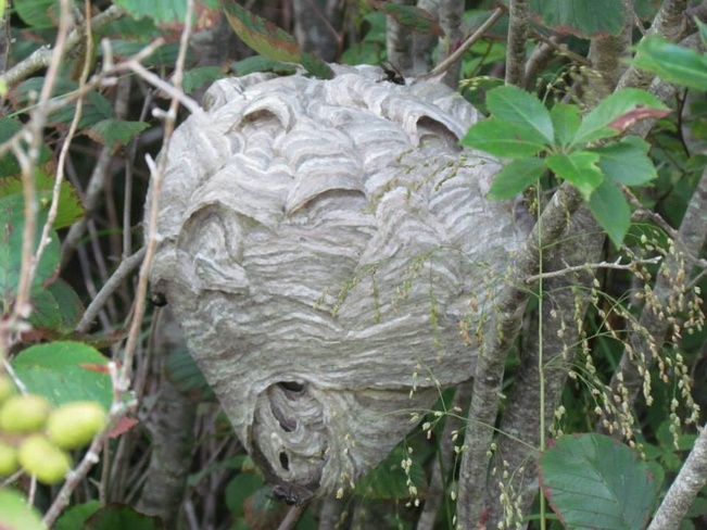huge hornets nest Wedgeport, Nova Scotia Canada