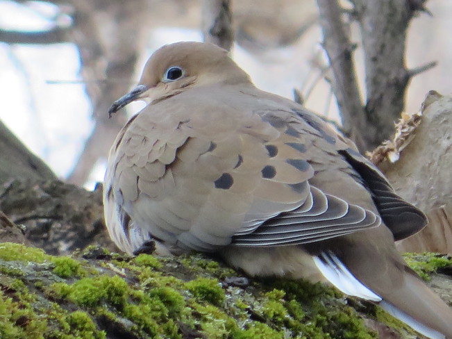Morning Dove Ottawa, Ontario Canada