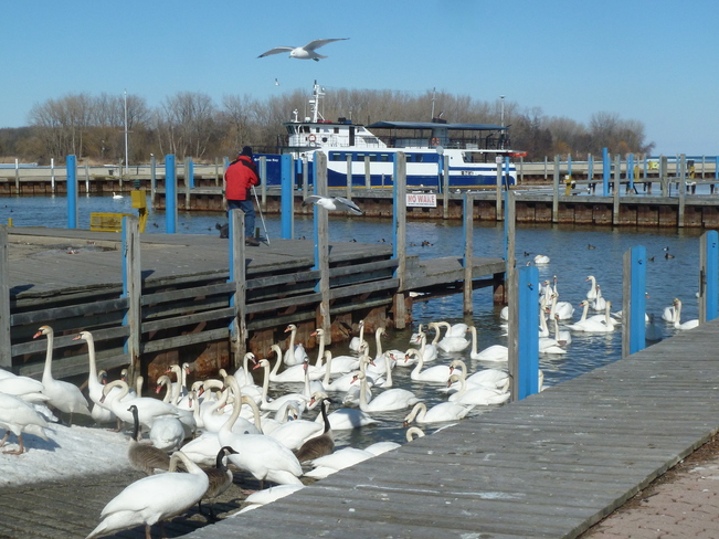 Swans Socializing at the Marina Windsor, Ontario Canada