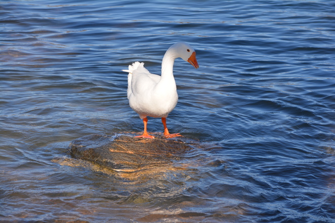 White Goose on Niagara River! St. Catharines, Ontario Canada