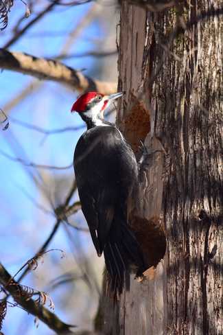 Home renovations - pilleated Woodpecker Ottawa, Ontario Canada