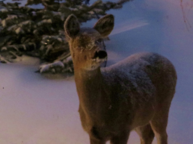 Deer in snow Winnipeg, Manitoba Canada