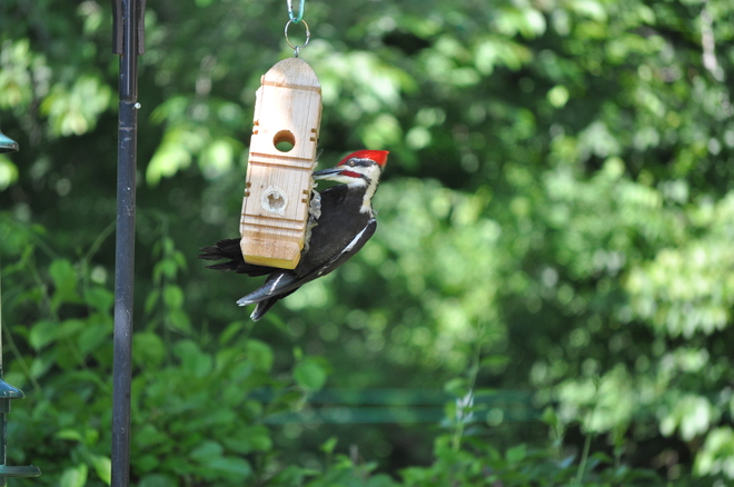 Rare woodpecker Barrie, Ontario Canada