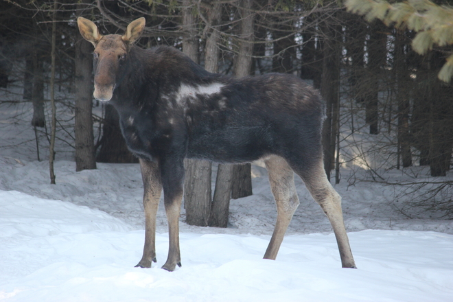 Moose Coboconk, Ontario Canada