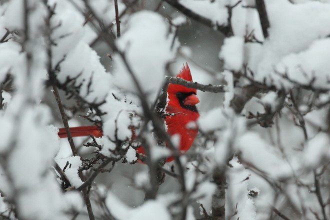 Cardinal In the snow Greater Napanee, Ontario Canada