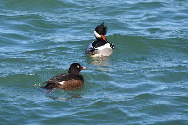 Male White Winged Scoter and male RBM! St. Catharines, Ontario Canada