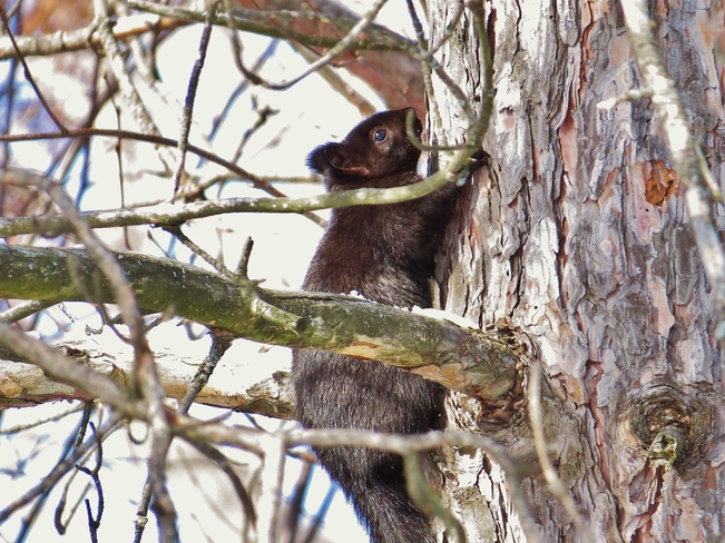 Nervous Squirrel 'frozen' to tree. North Bay, Ontario Canada