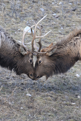 Young Elk.... Eye to Eye Banff, Alberta Canada