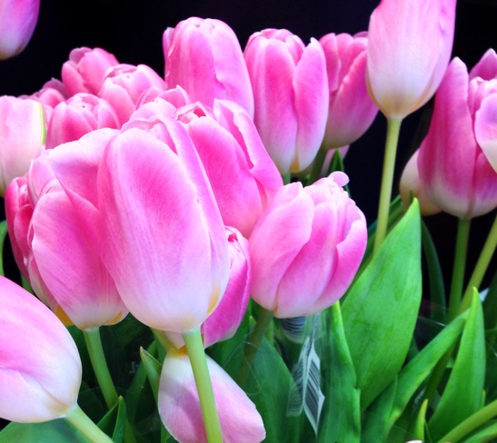 Pink Tulips for Tuesday Vancouver, British Columbia Canada