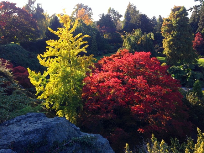 Autumn trees Vancouver, British Columbia Canada