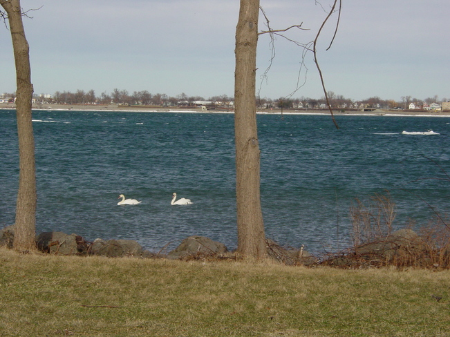 2 swans floating Niagara Falls, Ontario Canada