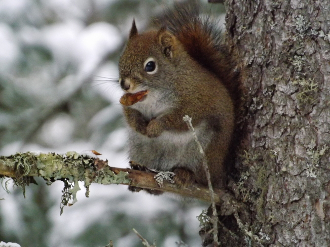 RED SQUIRREL NIBBLING ON A CONE Thunder Bay, Ontario Canada