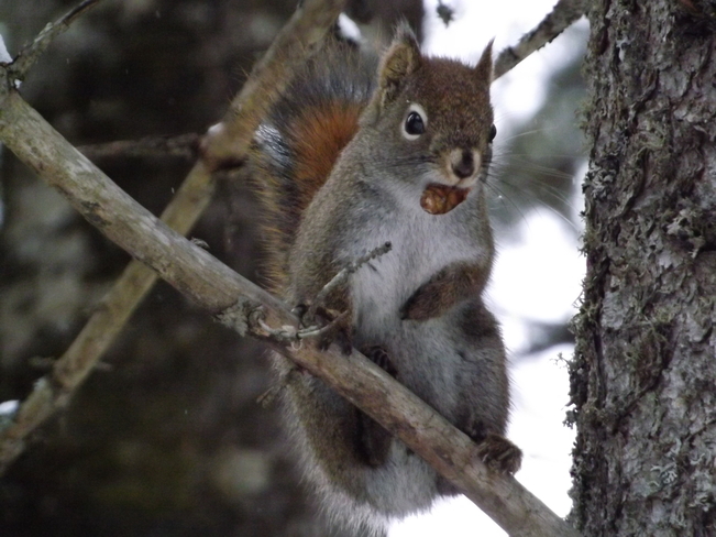RED SQUIRREL MODELLING Thunder Bay, Ontario Canada