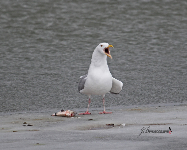 Herring Gull Port Colborne, Ontario Canada