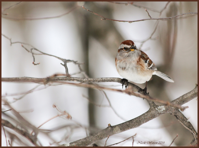 American Tree Sparrow Kingston, Ontario Canada
