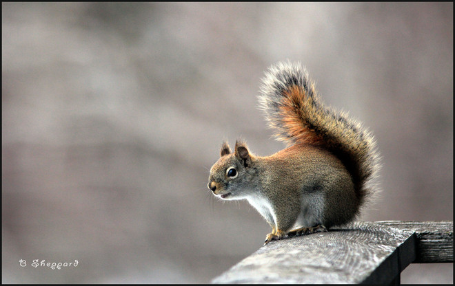 Squirrel Kemptville, Ontario Canada
