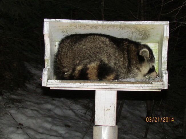 Raccoon sleeping in Bird Feeder Coldbrook, Nova Scotia Canada