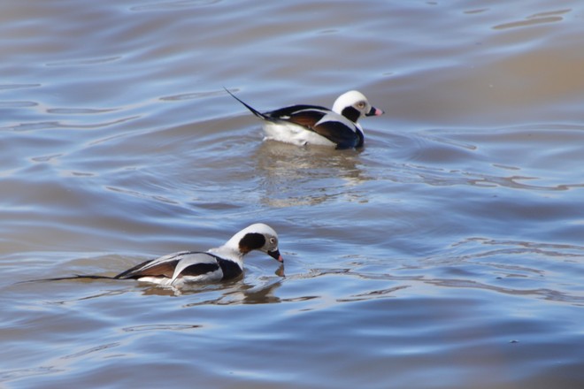 Male Long Tailed Ducks! St. Catharines, Ontario Canada