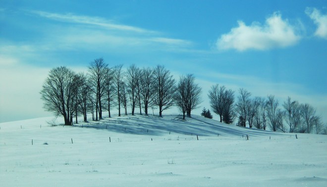 All the trees in a row Stanstead, Quebec Canada