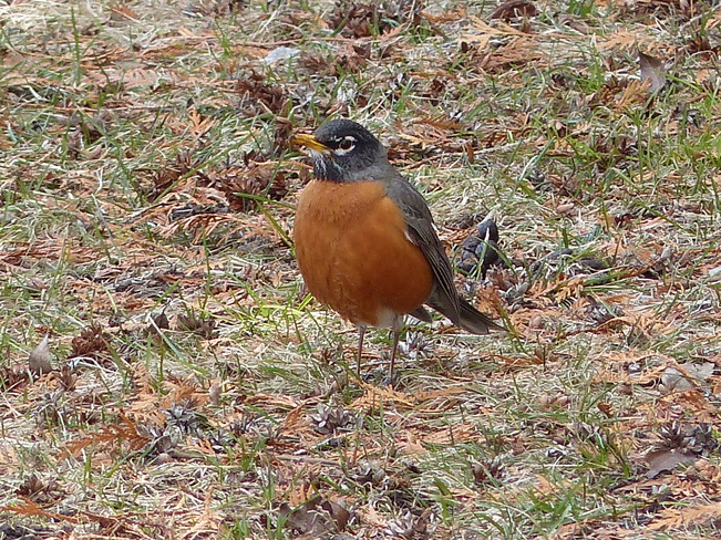 Spring robin Grand Forks, British Columbia Canada