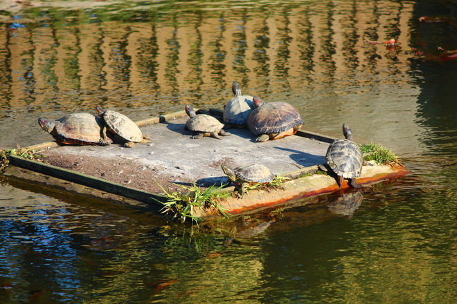 Turtles in the pond Richmond, British Columbia Canada