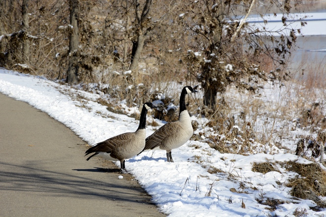 Geese on the path. Medicine Hat, Alberta Canada