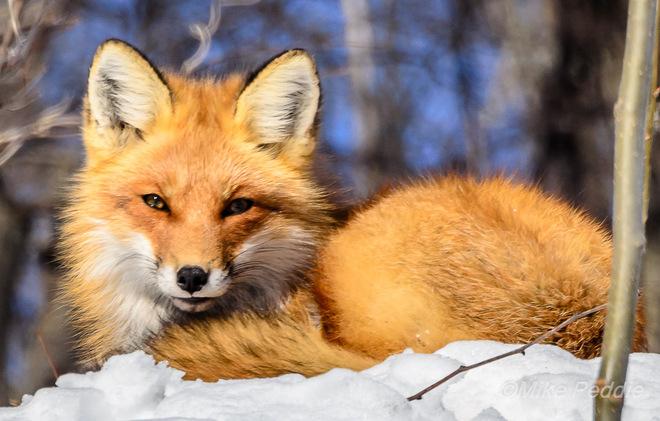 Red Fox Parry Sound, Ontario Canada