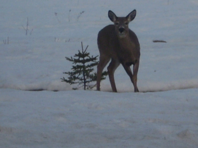 Deer Keswick Ridge, New Brunswick Canada