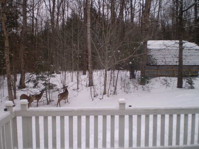 Deer Keswick Ridge, New Brunswick Canada