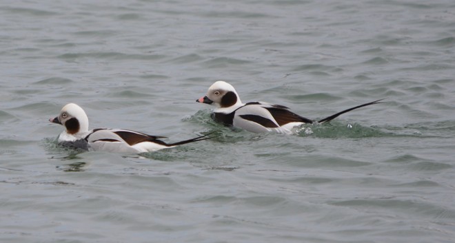 Two Male Long Tailed Ducks! St. Catharines, Ontario Canada