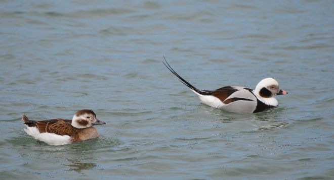 Couple Long Tailed Ducks! St. Catharines, Ontario Canada