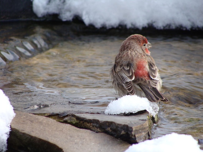 Finch at Backyard Pond Acton, Ontario Canada