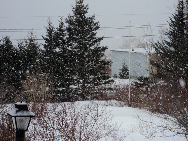 Monday Morning Snowfall Carbonear, Newfoundland and Labrador Canada