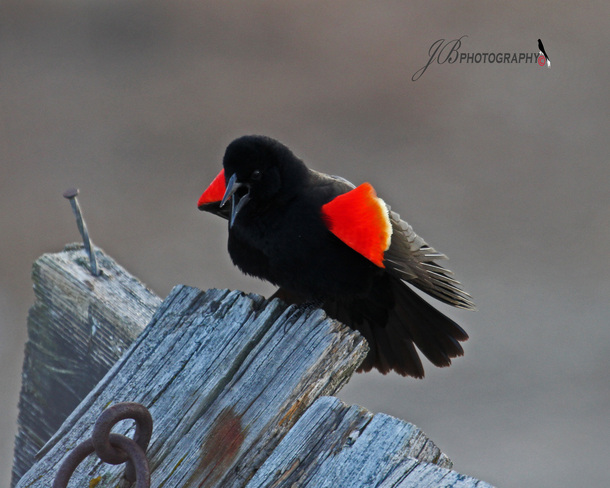 Red-winged Blackbird Port Colborne, Ontario Canada