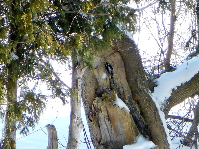 Woodpecker Hepworth, Ontario Canada