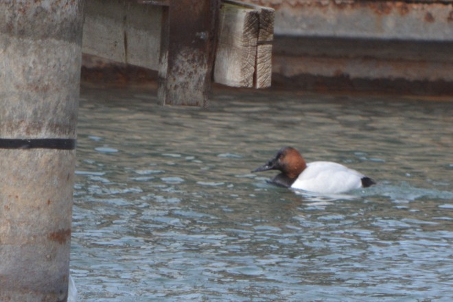 Canvasback! St. Catharines, Ontario Canada