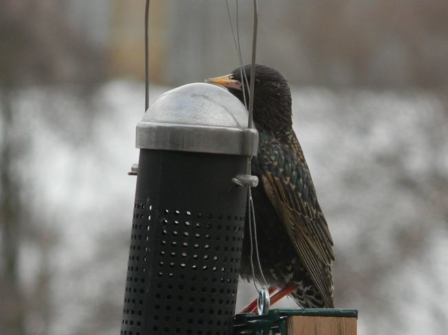 European Starling... any food up here? 