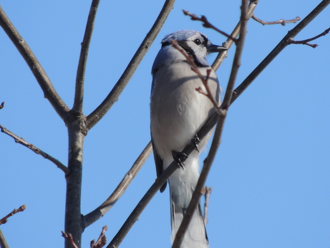 Beautiful Blue Jay in a tree Newmarket, Ontario Canada