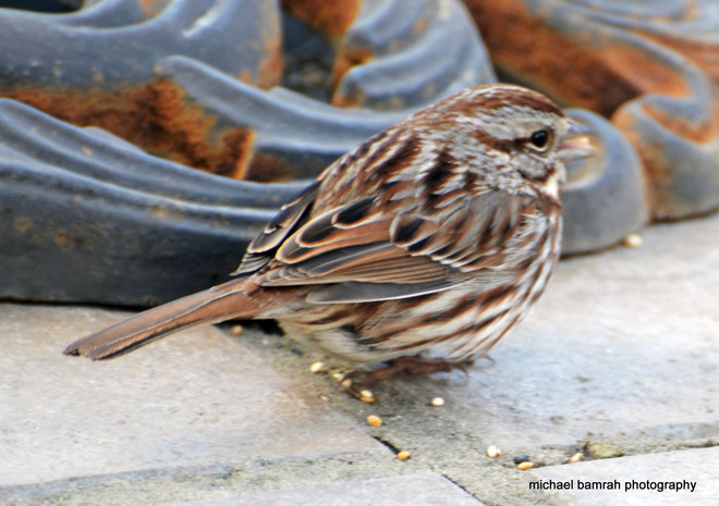 Cute Song Sparrow Whitby, Ontario Canada