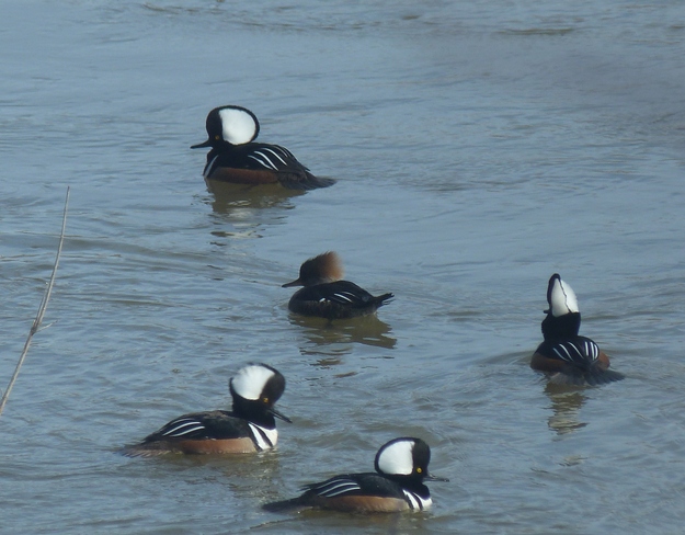 Male Hooded Mergansers try to impress female Langton, Ontario Canada