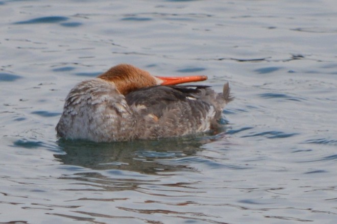 Female Red Breasted Merganser! St. Catharines, Ontario Canada