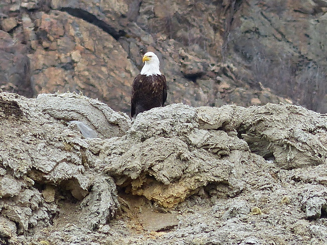 Eagle at the dunp Grand Forks, British Columbia Canada