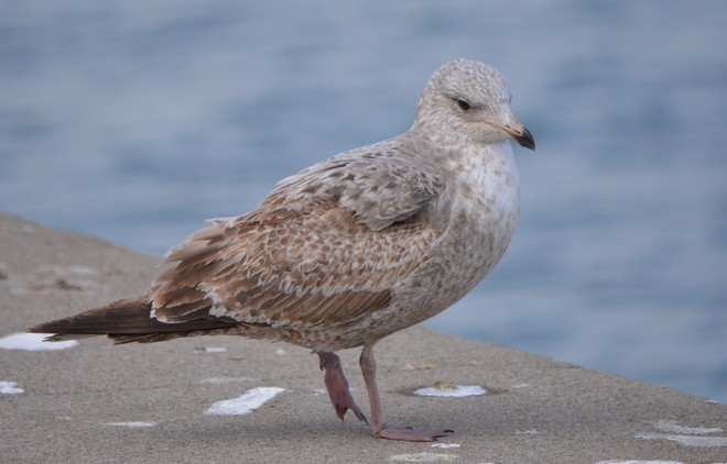 One Legged Gull! St. Catharines, Ontario Canada