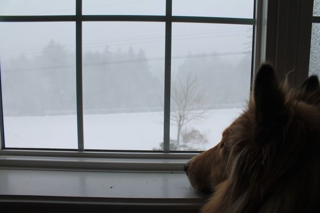 Hoodie is watching the storm Bedford, Nova Scotia Canada