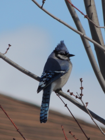 Blue Jay waiting for Spring Newmarket, Ontario Canada